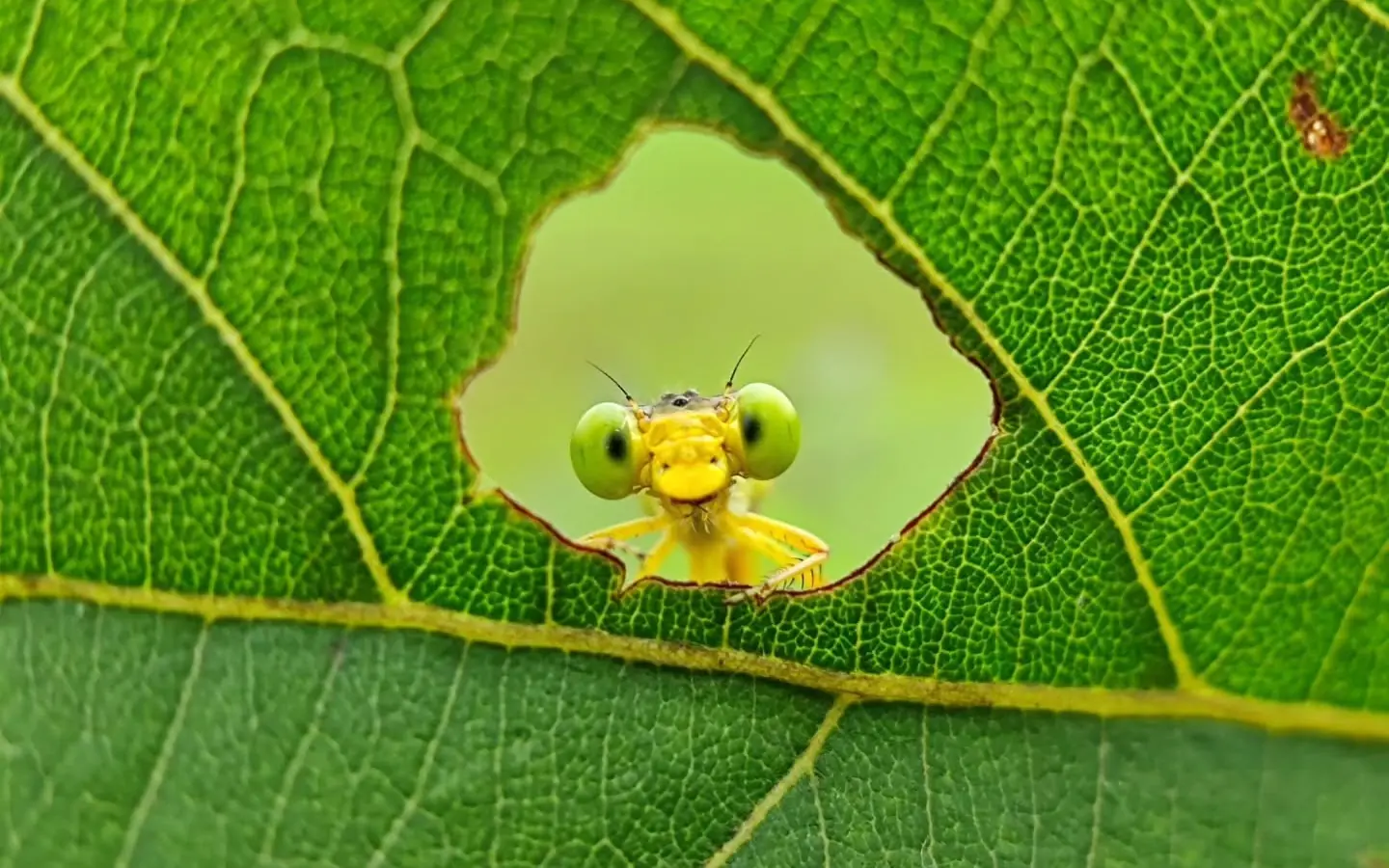 Aditya Bhat Photography 3