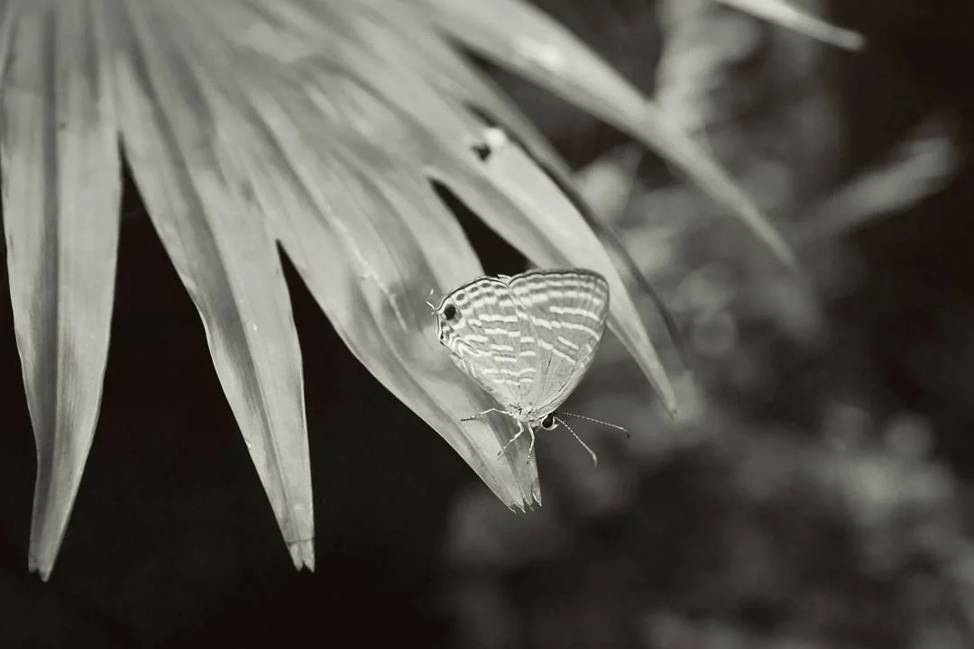 Lensfixed Photo Works — Portfolio