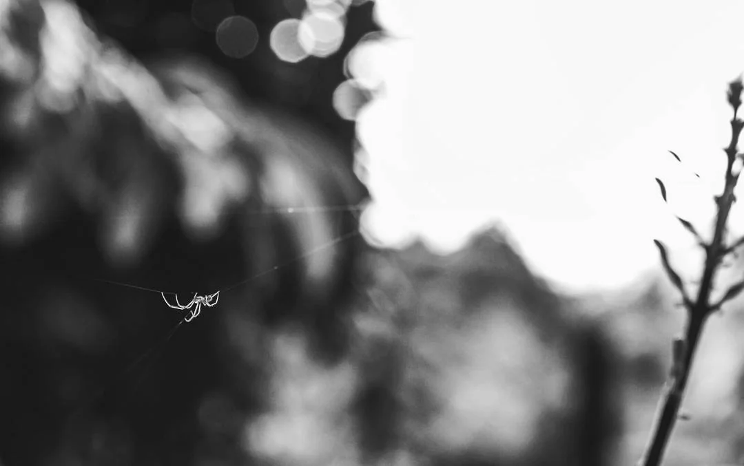 Lensfixed Photo Works — Portfolio