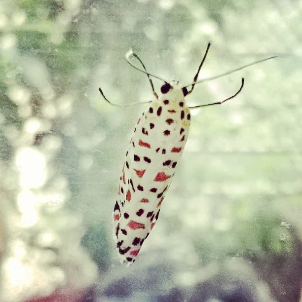 Lensfixed Photo Works — Portfolio