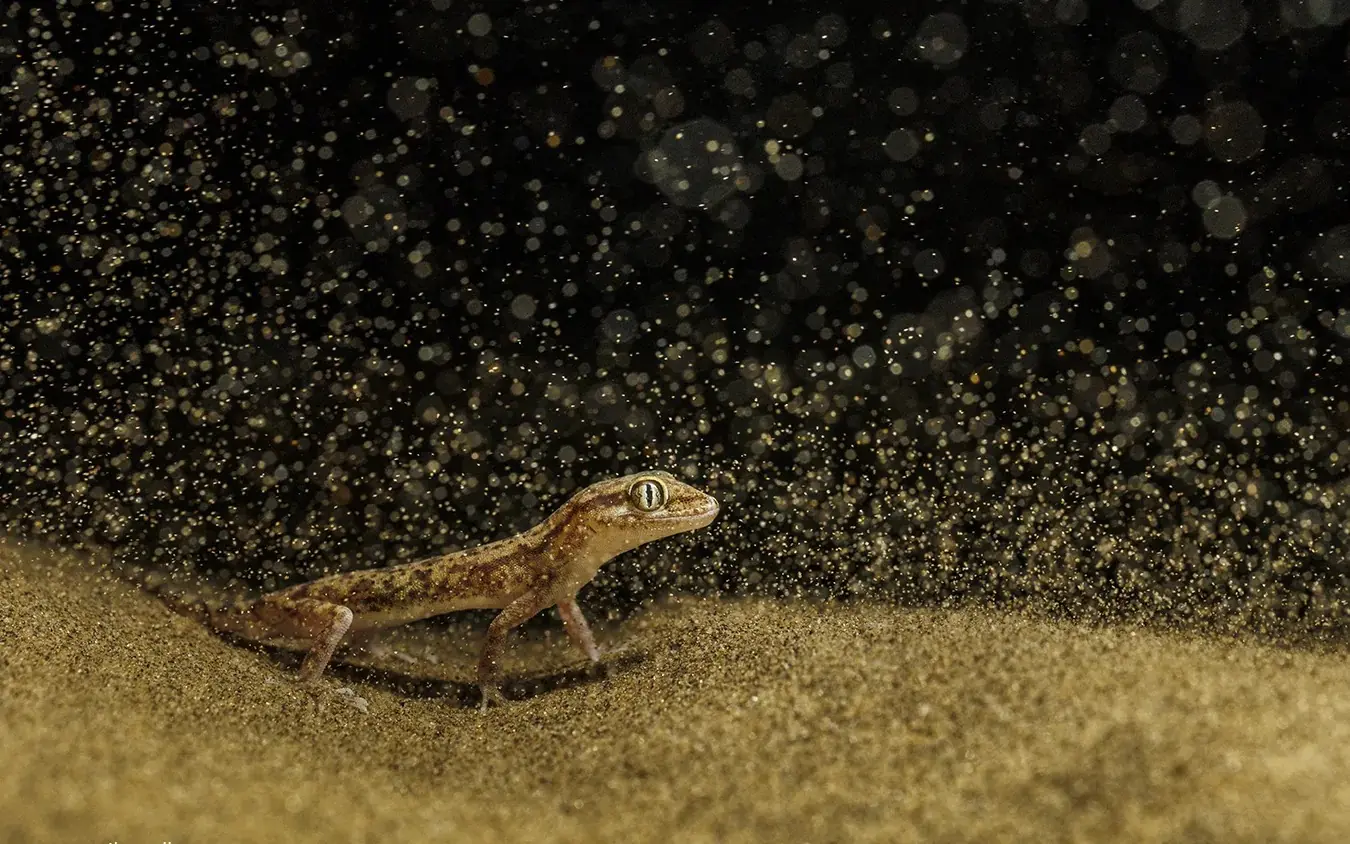 Pratik Pradhan Photography