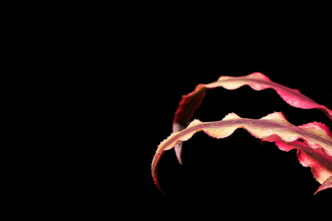 Portfolio 5